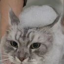셀라미용실 이미지