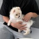 리츠펫동탄