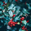 홀리호랑 이미지