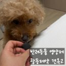 광동제약 | 12살 푸들 광동제약 견옥고 영양제 내돈내산 후기