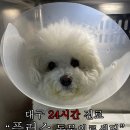 플러스동물병원 | 대구 북구 24시간 플러스 동물의료센터 방광결석 수술 입원 후기