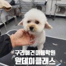 애견#(샾) | 수택동애견미용 구리애견미용학원 구리강아지미용 원데이클래스 후기