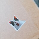 더스쿱 스쿱당 | 호야네 까까 까먹는 젤리 스쿱 &amp; 초코 스쿱 솔직 후기 (내돈내산)