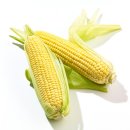 옥수수 동물병원 이미지