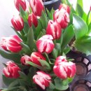 봉실이네 이미지