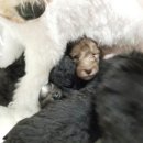 강아지세상 이미지