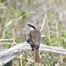 굴업도의 노랑때까치(Brown Shrike) 이미지