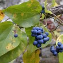 댕댕이네 이미지