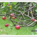 사과나무 이미지