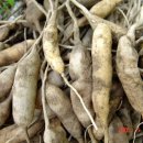 천문동 농장 이미지