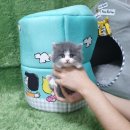 마리펫 | 강아지와 고양이를 분양받고 싶다면, 말티즈·토이푸들·포메라니안 등 50여 마리가 있는 펫왕국 방문 후기