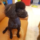 보보펫 | 넘 마음에 드는 댕댕이 미용후기 하남2지구 광주 보보펫^^