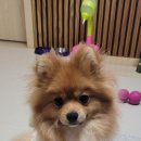 잘다녀오시개 이미지