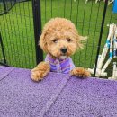 마이리틀메이트 이미지