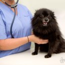 서울종합동물병원 이미지