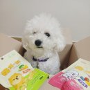 치즈콕 | 🐶🧀 봉봉이도 반한 치즈 간식 후기!(옳치즈 과일콕 &amp;야채콕)