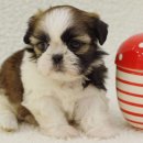 시츄언니 이미지