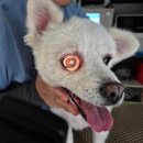 디테일 동물의료센터 | 철산동 동물병원 디테일 동물의료센터에서 받은 꼬미 건강검진 후기