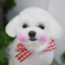 빛나펫살롱 네이버블로그