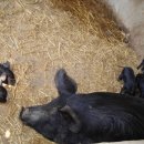 승환목장 이미지