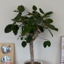 포항시남구14 | ♡포항 남구 철길숲 카페 [스윗그루브] 방문 후기♡ 포항 디저트 맛집, 포항 감성카페 (내돈내산)