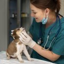 웰니스클리닉동물병원 이미지