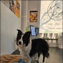 휘게 펫케어 | 수원애견호텔 휘게펫케어 수원영통점 우리 애기도 금방 적응한 안전한 강아지 호텔 후기