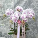 뮤리엘플레르 이미지