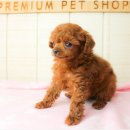 베이비몽 이미지