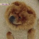 차우차우
