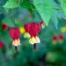 아부틸론(Abutilon) 이미지