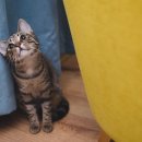 야옹하다 이미지