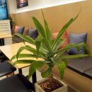 태장주유소 이미지