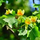 튤립나무(Tulip-Tree)꽃말;전원의 행복 이미지
