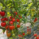 유기농대추방울토마토 자랑해봄 이미지