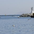 주문진항 이미지