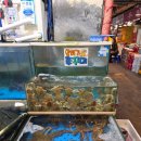 농수산물시장 | 구리농수산물시장 선도유통 알배기 쭈꾸미 제철 해산물 후기