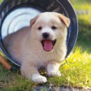 꼬꼬마 강아지 이미지