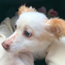 스마일양한방동물병원