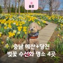 초정낚시터 | 충남 4월 가볼만한곳 예산 당진 벚꽃 수선화 명소 애견동반 후기