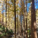 메카 7 | 메카세콰이어 장태산자연휴양림