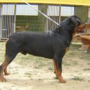 이삭애견 이미지