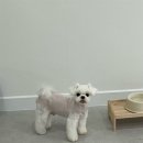 내동애견 이미지