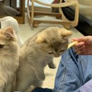 놀면묘하냥 고양이카페 이미지