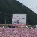 메밀꽃 코스모스 축제 이미지