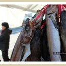 조개패거리 이미지