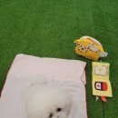 강남언니애견미용호텔 | 창원강아지호텔 견주와 강아지 모두 만족한 맘바이창원점 찐후기