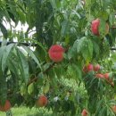 영덕싱싱농원 이미지