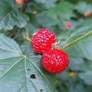 한반도소금산업 이미지