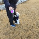 멍모닝멍나잇 | 가평 아워포레스트_반려동물과 글램핑하기🐶(돔글램핑 2,3번 후기)